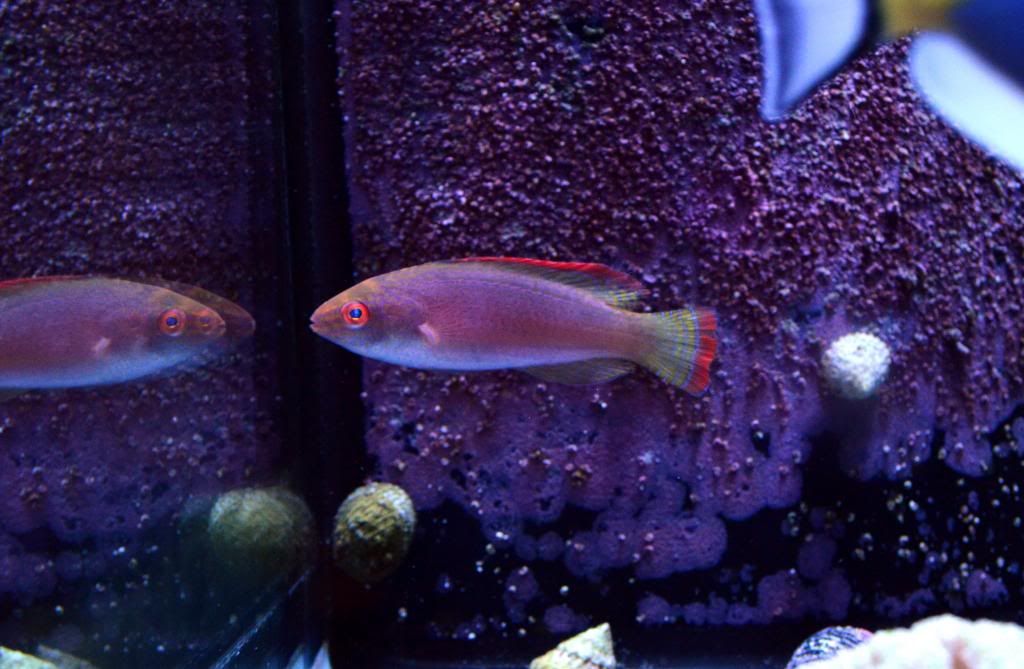 PinkMarginFairyWrasse_zpsad8a0d1a.jpg
