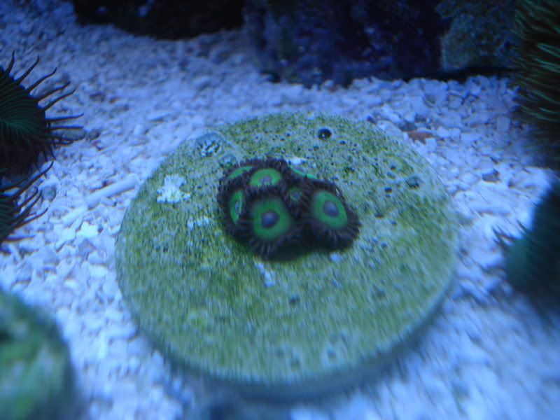 fishtank4-09022-1.jpg