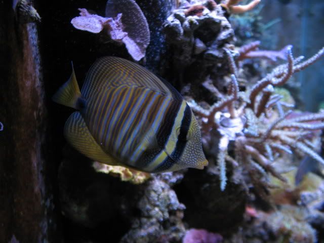 tanksep08022.jpg