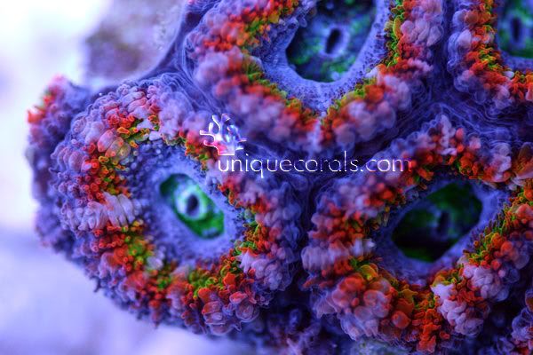 bliss_acan_macro-1.jpg
