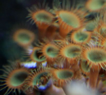 polyps.jpg