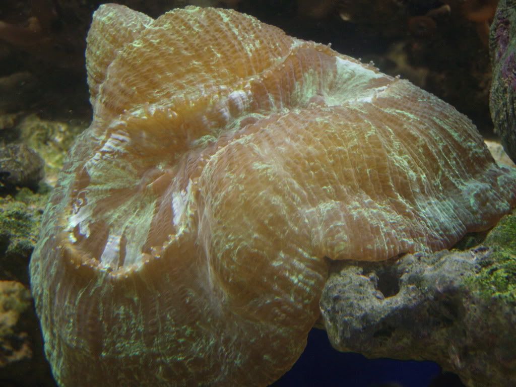jayfish166.jpg