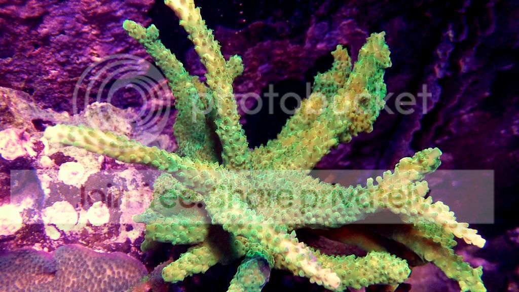 100_0382_zpsefd6fa07.jpg