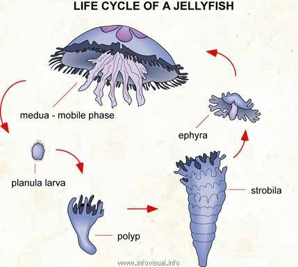 013-life-cycle-of-a-jellyfish1.jpg