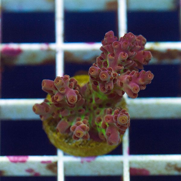 polyp891.jpg~original