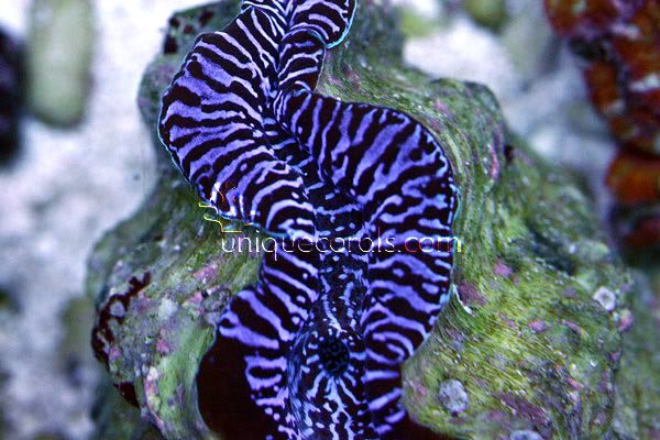 zebra_maxima_macro.jpg