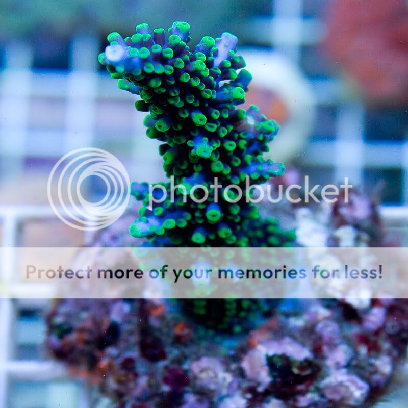 Large-Coral-12.jpg