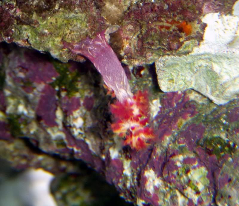 dendrofrag10-07-07.jpg
