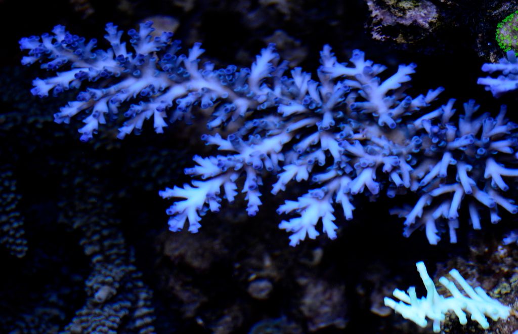 Aussieechinata1024.jpg