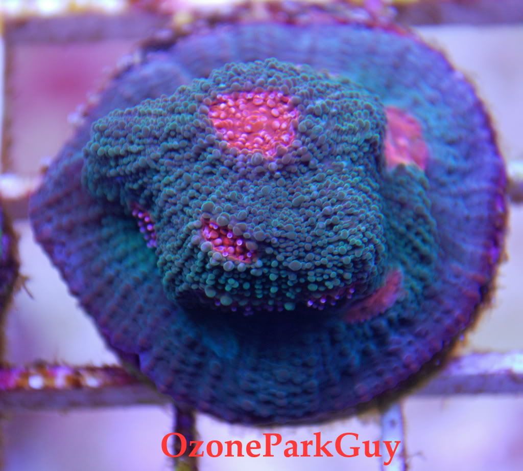 EmeraldMummyEye5.jpg