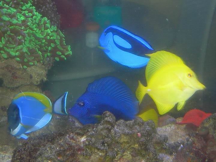 MyTangs.jpg