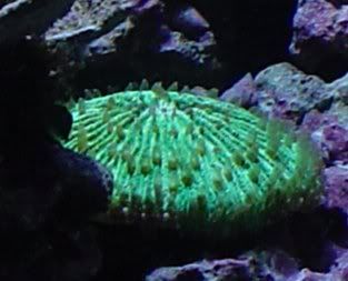 65g_greenplate.jpg