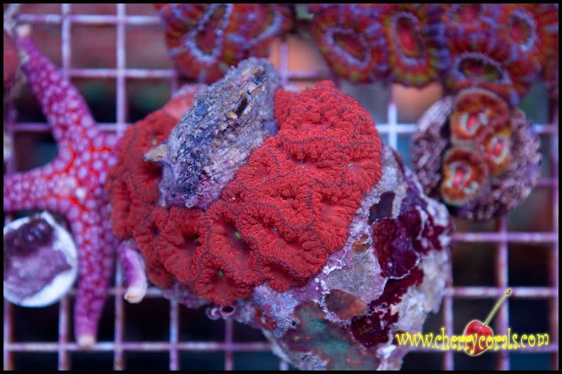Coral_2-1.jpg