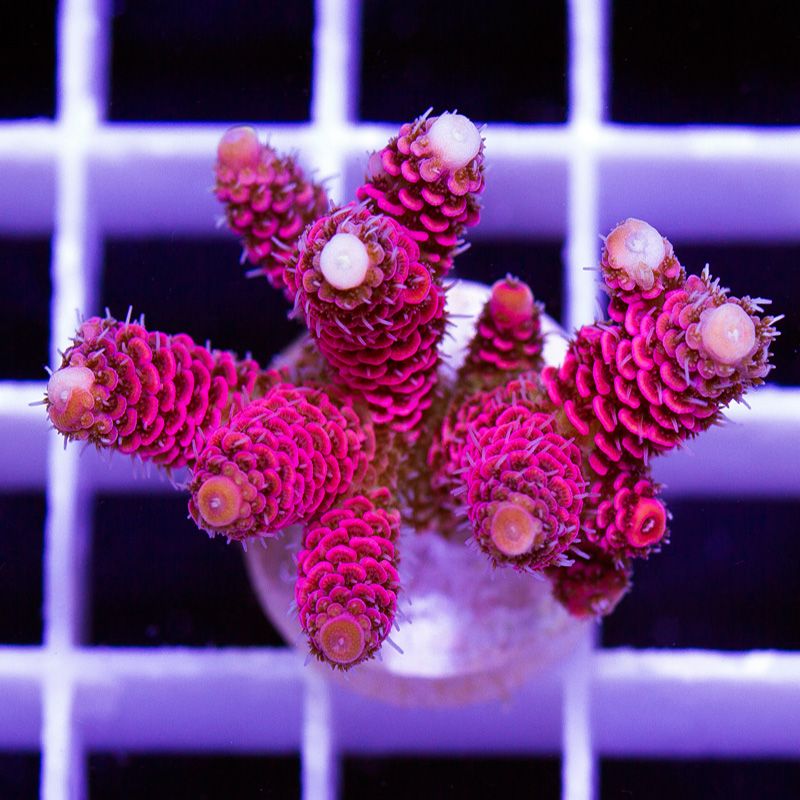 newcoral1631b.jpg