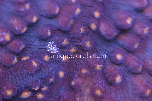 mycedium_macro.jpg
