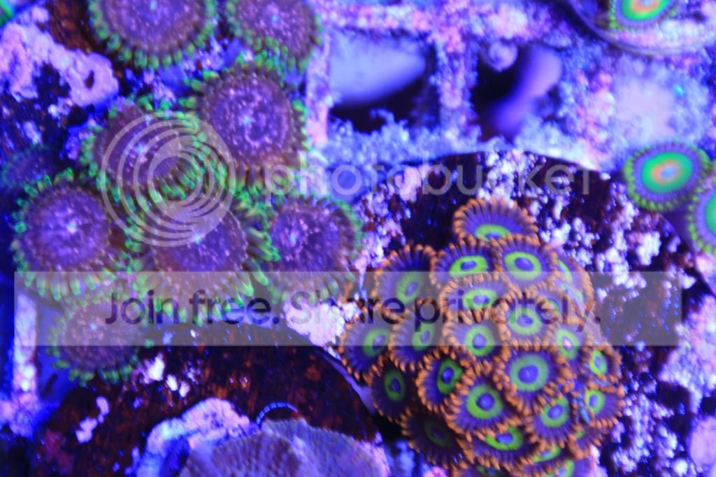 IMG_6860_zps0742980d.jpg
