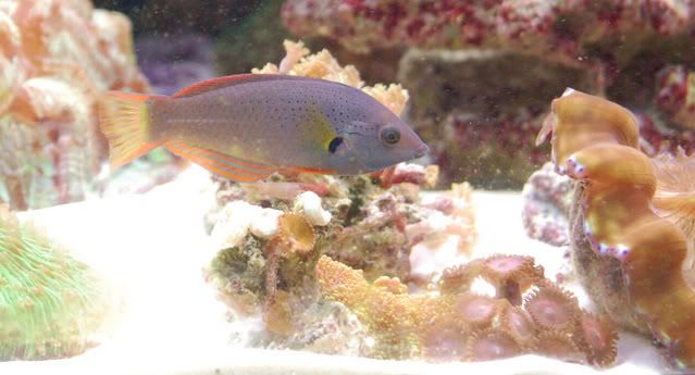 120g_H_melanochir02.jpg