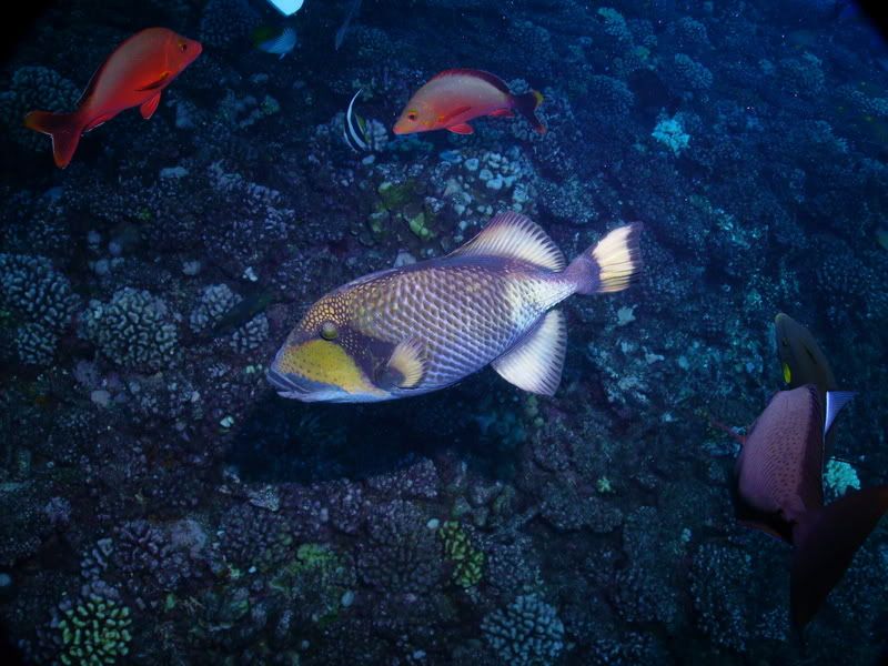 PICT0062.jpg