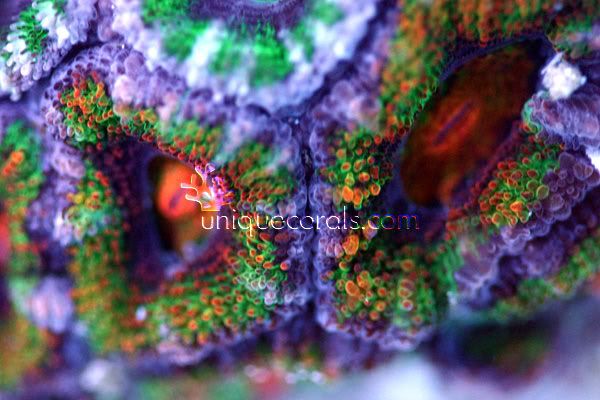 rainbow_combo_acan_macro.jpg