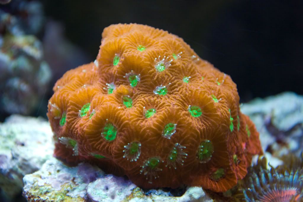 war-coral-use.jpg