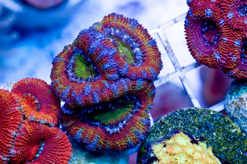 Acan2.jpg
