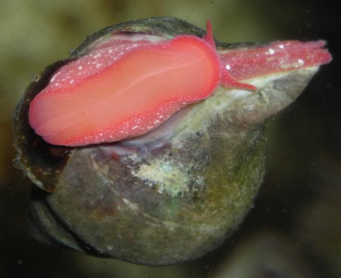 snail3.jpg