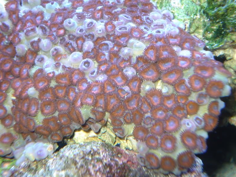 fish4-09043.jpg