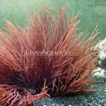p-90037-Red-Gracilaria-Fee.jpg