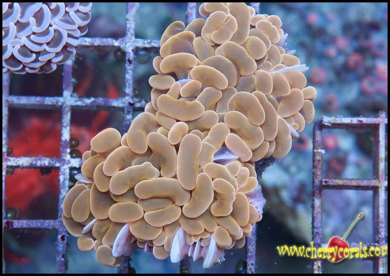 NewCorals300_11.jpg