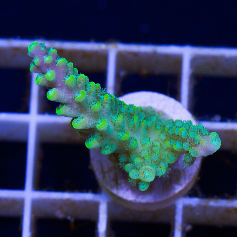 newacropora1901b.jpg~original