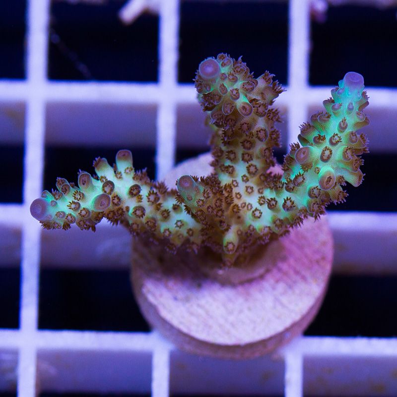 newcorals633b.jpg