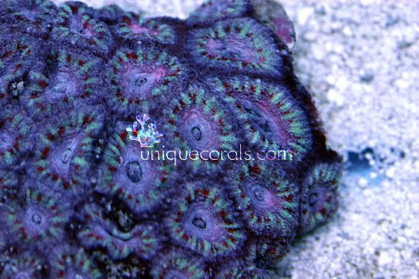 pinkpeppermint_acan_macro1-1.jpg