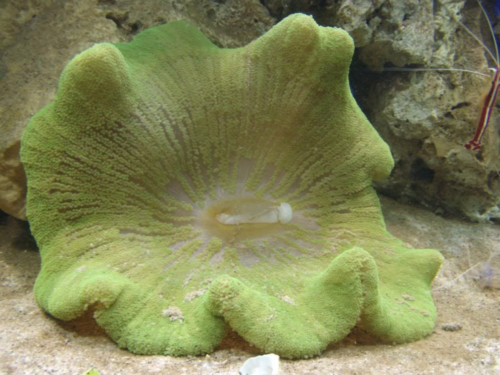 jayfish133.jpg