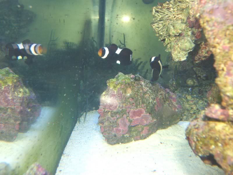 DSCF1093.jpg