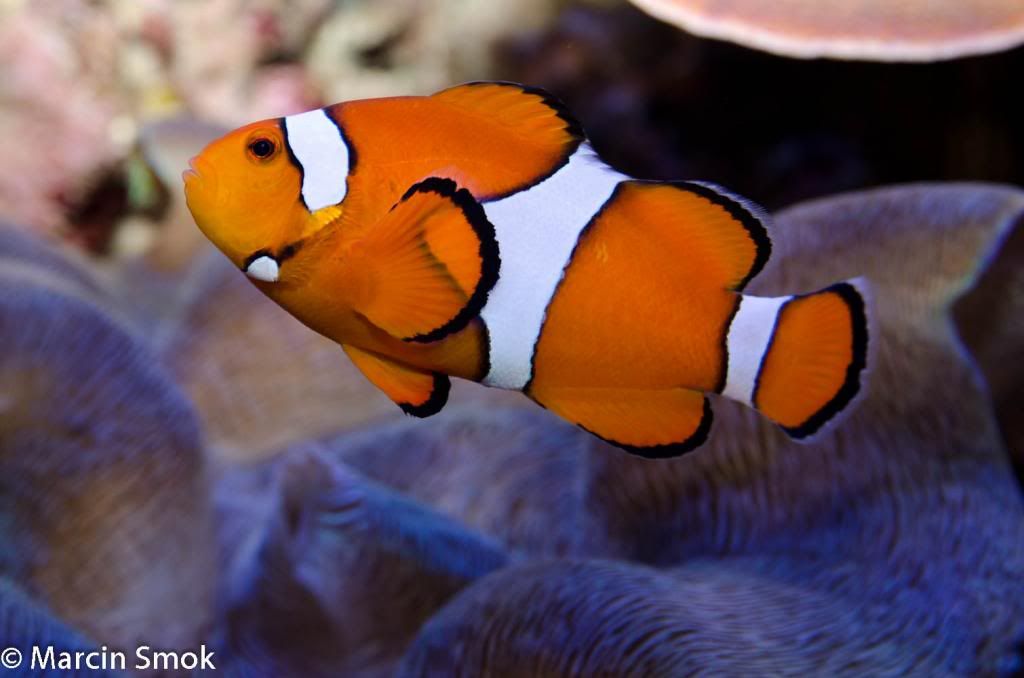 clownfish-1_zps35daa2f5.jpg