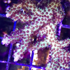 upscalesmicroclados1-275x275.jpg