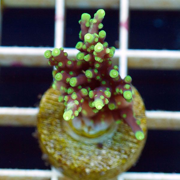 polyp731.jpg~original