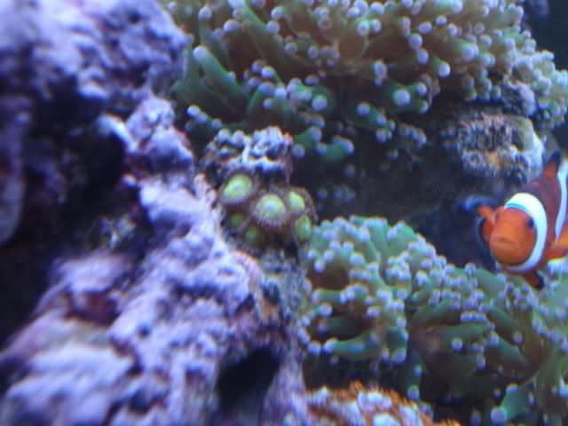 glowingzoas.jpg