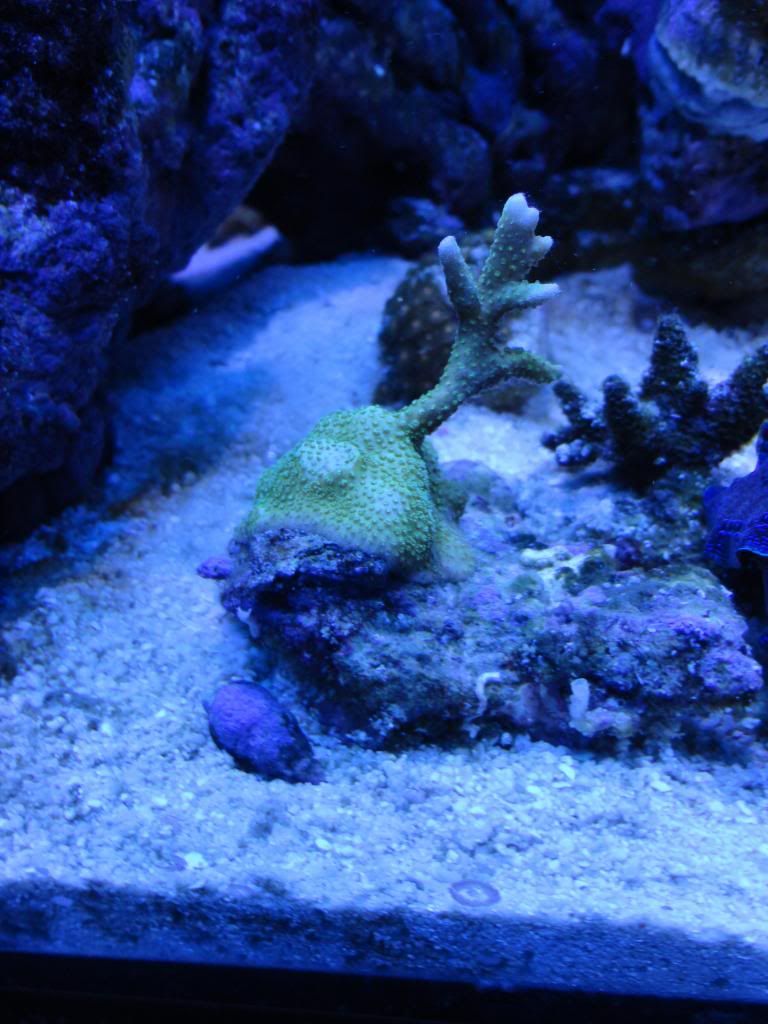 DSC00131_zps63926549.jpg