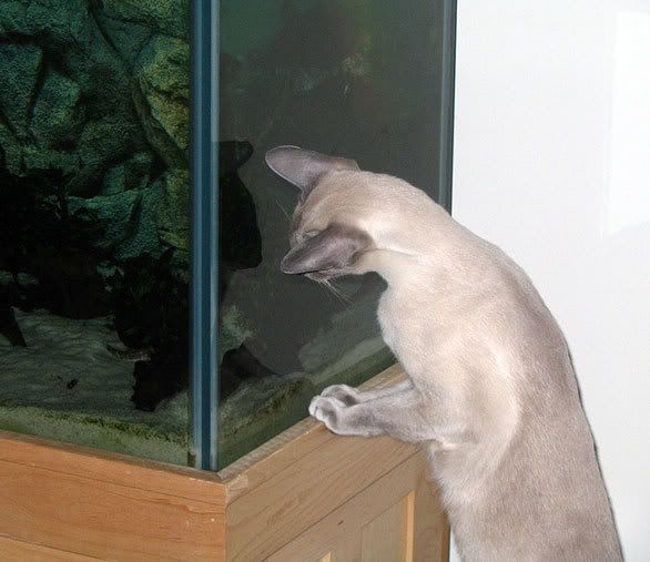jasper_and_fish.jpg