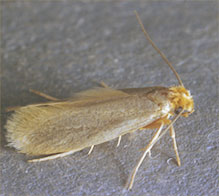 clothes-moth-adult.jpg