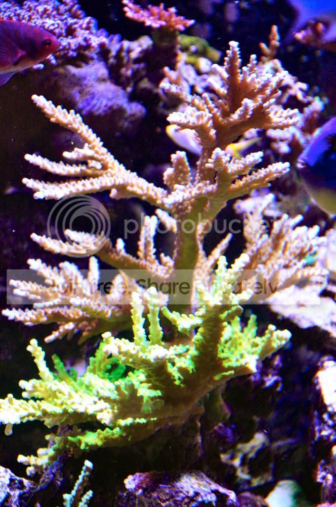 DSC_0027_zps2a6dedfa.jpg
