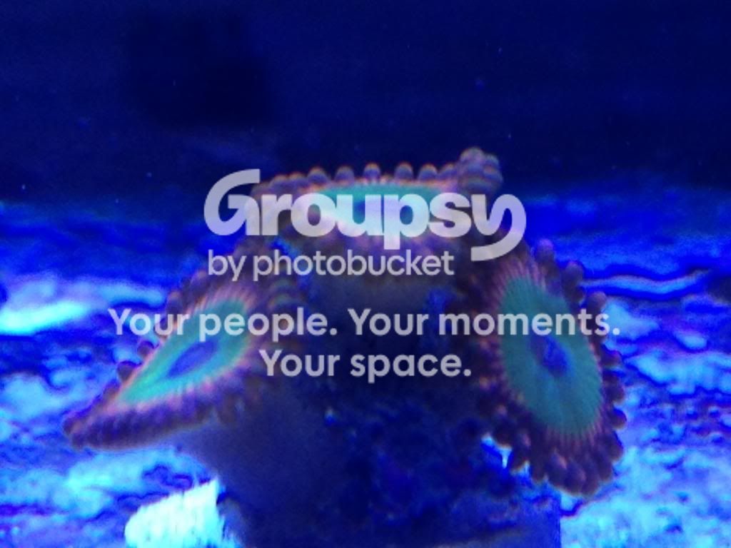 IMG_1246_zpsb2a50d05.jpg