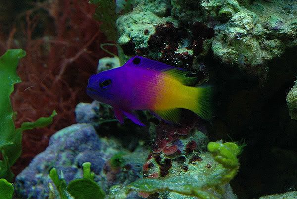 gramma20gal.jpg