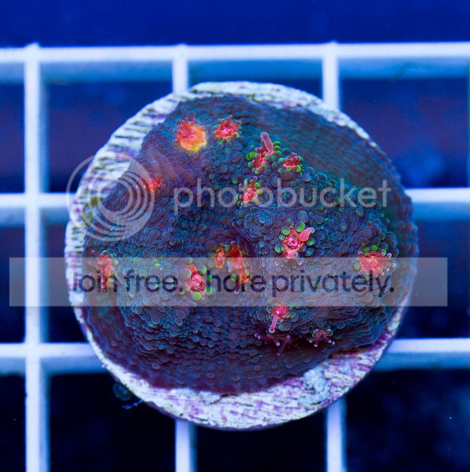 ANewCoral_3-10.jpg