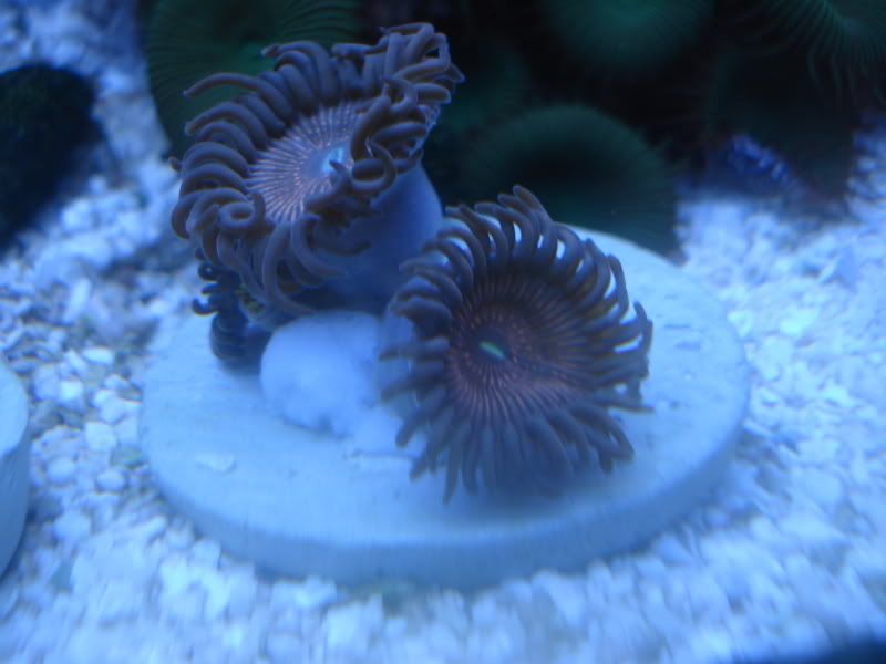 fishtank4-09021.jpg