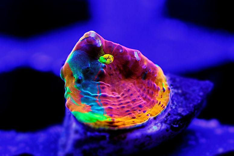 CBRAINBOWCRUSH-2.jpg