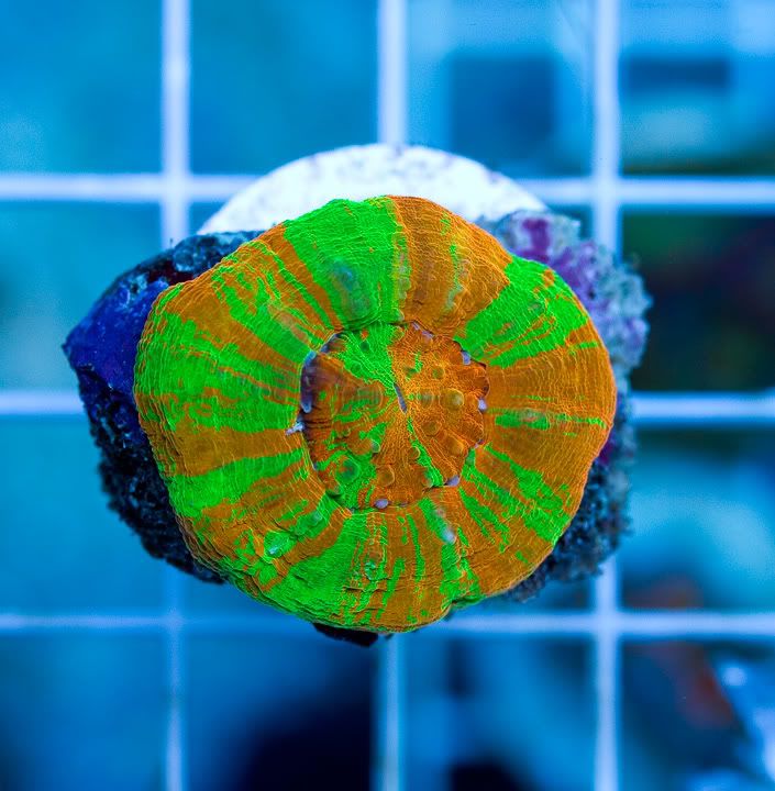 anewcorals_5-2.jpg
