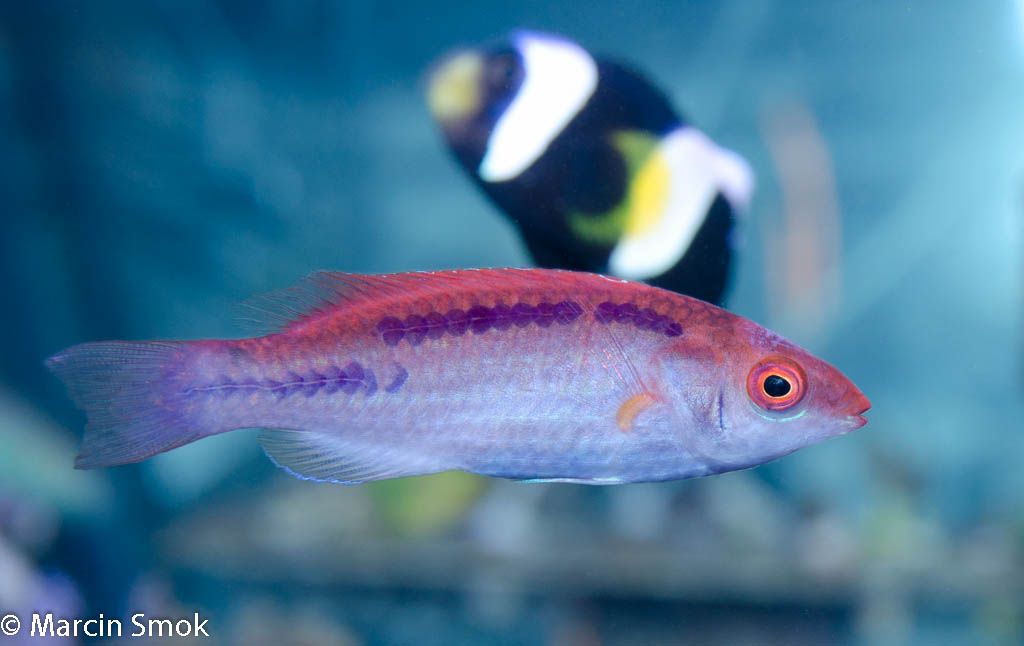 wrasse.jpg