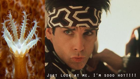 zoolander-1.jpg